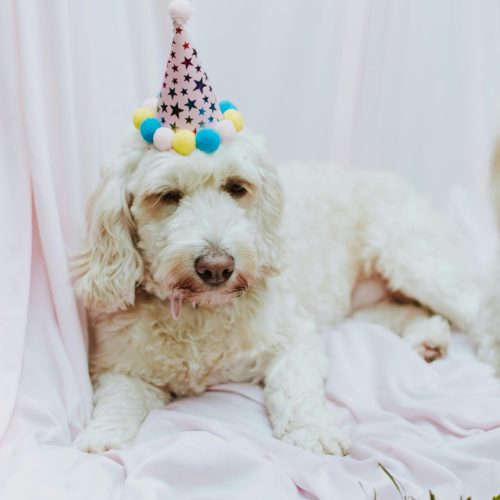 A white fluffy dog wearing a star-patterned party hat as part of a creative birthday decoration setup for pets.